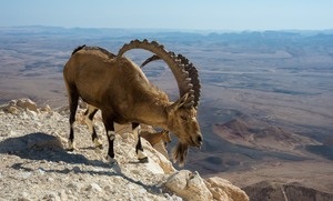 Munte de capră marchur, caucazian, tur de Caucazul de Est și alte specii