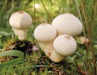 Cămașă de ciuperci cu proprietăți utile - sănătate și frumusețe din natură