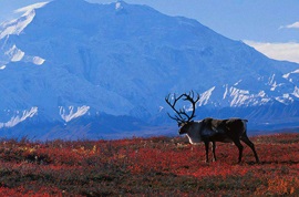 Informații interesante despre tundra, vivareit