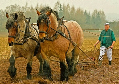 Utilizarea cailor în agricultură este încă relevantă, toate ale dvs.!