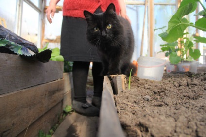 Din cauza vremii ploioase, agrarii din Pervouralsk nu au avut timp să planteze cartofii la timp, știrile orașului