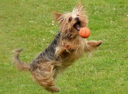 Yorkshire Terriers - club de iubitori de câini mici