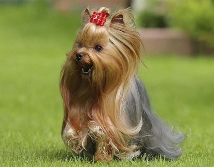 Yorkshire Terriers - club de iubitori de câini mici