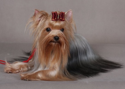 Yorkshire Terriers - club de iubitori de câini mici