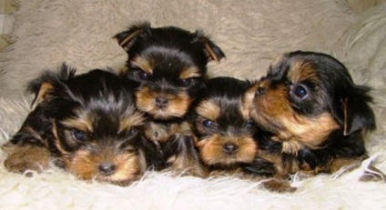 Yorkshire Terriers - club de iubitori de câini mici