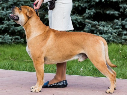 Ca de bô (Marele Mastiff) fotografie si video, preturi, descrierea rasei cadébo