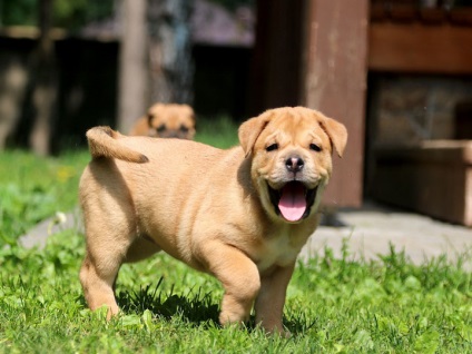 Ca de bô (Marele Mastiff) fotografie si video, preturi, descrierea rasei cadébo