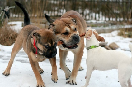 Ca de bô (Marele Mastiff) fotografie si video, preturi, descrierea rasei cadébo