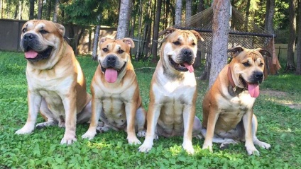 Ca de bô (Marele Mastiff) fotografie si video, preturi, descrierea rasei cadébo