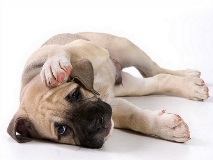 Ca de bô (Marele Mastiff) fotografie si video, preturi, descrierea rasei cadébo