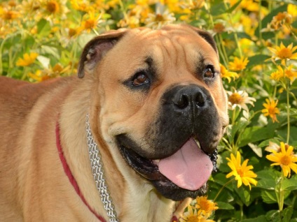 Ca de bô (Marele Mastiff) fotografie si video, preturi, descrierea rasei cadébo