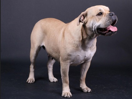 Ca de bô (Marele Mastiff) fotografie si video, preturi, descrierea rasei cadébo