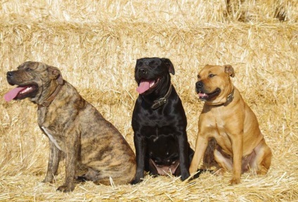 Ca de bô (Marele Mastiff) fotografie si video, preturi, descrierea rasei cadébo