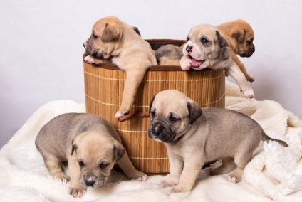 Ca de bô (Marele Mastiff) fotografie si video, preturi, descrierea rasei cadébo