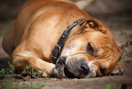 Ca de bô (Marele Mastiff) fotografie si video, preturi, descrierea rasei cadébo