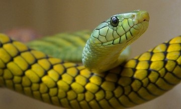 Mi a kompatibilitás a hím kígyóval és a női kígyóval?
