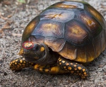 Cum să distingi rapid speciile similare de broaște țestoase - lumea țestoaselor