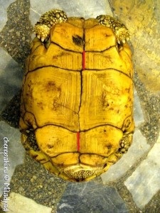 Hogyan lehet gyorsan megkülönböztetni a hasonló teknős fajokat - a teknősök világát
