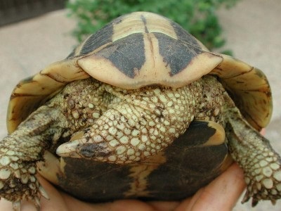 Cum să distingi rapid speciile similare de broaște țestoase - lumea țestoaselor