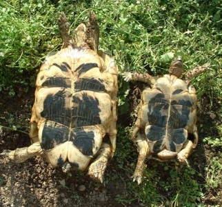 Cum să distingi rapid speciile similare de broaște țestoase - lumea țestoaselor