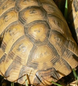 Hogyan lehet gyorsan megkülönböztetni a hasonló teknős fajokat - a teknősök világát