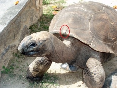 Hogyan lehet gyorsan megkülönböztetni a hasonló teknős fajokat - a teknősök világát