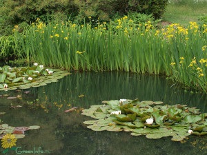 Melyek azok a növények, amik a fotód és a név tójához tartoznak