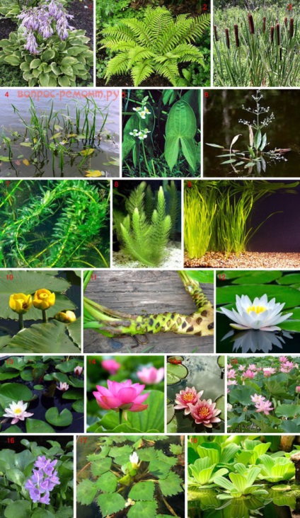 Care sunt astăzi plantele pentru iazul de fotografie și de numele lor