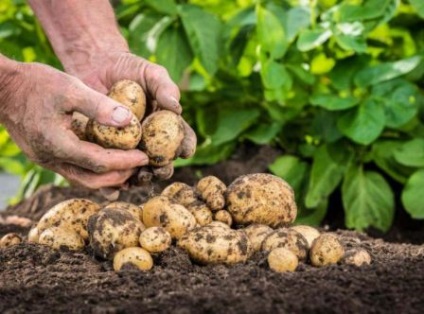 Ce fel de îngrășământ pentru cartofi să plantezi la plantare?