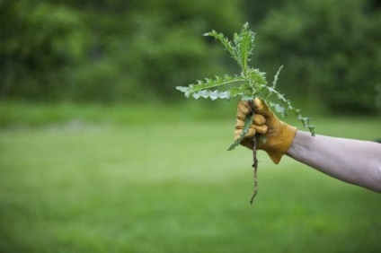 Cum să scape de iarbă pe calea grădinii, 6 hectare