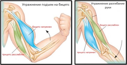 Cum să vă pompați mâinile acasă cu gantere și o barbotă, pe un bar și bare, fără fier