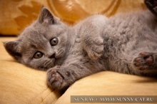 Mi a neve a macskáknak a brit macskáknak készített kennelében?