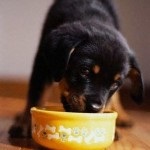 Ce hrană pentru câini este o alegere mai bună pentru hrana pentru pui