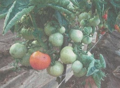 Cum să patroneze corect tomatele - grădini de Siberia