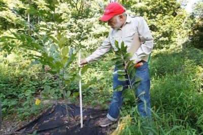 Cum să plantezi în mod corespunzător un castan în casă, crescând dintr-o nuci, într-o oală