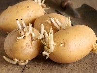 Cum să crești cartofii corect