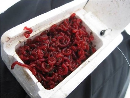 Cum să depozitați corect viermi de sânge la domiciliu și să îl păstrați în viață
