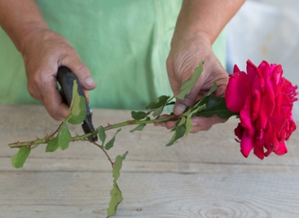 Cum sa cresti un trandafir de la un buchet