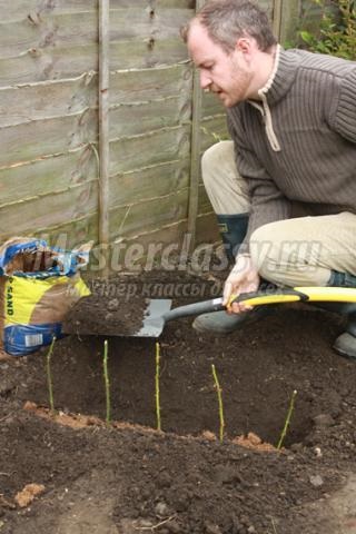 Cum să crească un trandafir într-o clasă de cartofi