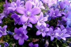 Campanula - plantare și îngrijire