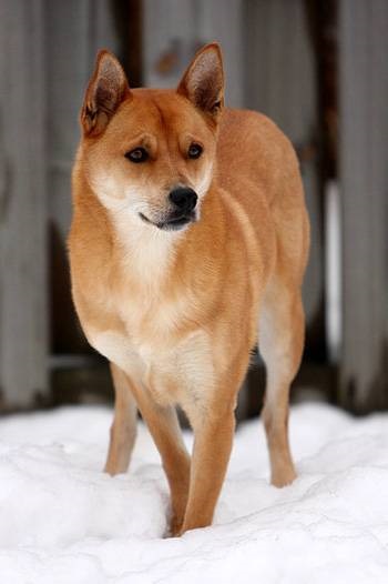 Caroline câine (Old Yeller, american dingo), da o laba!