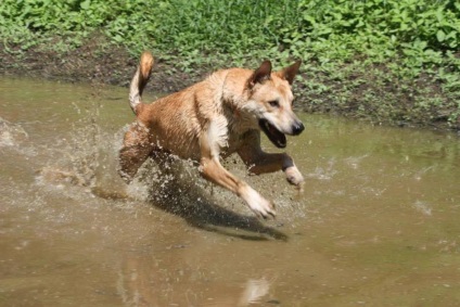 Caroline câine (Old Yeller, american dingo), da o laba!