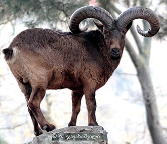 Tur de caucaz (capra caucasica) tur de capră caucazian de munte, capră montană polororogie barbă de corn