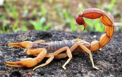 De ce scorpionul visează ceea ce spun cărțile de vis ale lui Miller, Nostradamus, Freud și ale altora