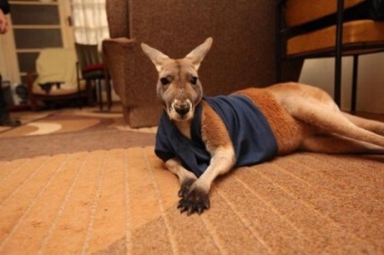 Kangaroo, care trăiește cu oameni