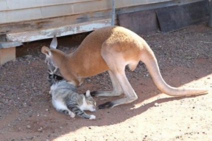 Kangaroo, care trăiește cu oameni