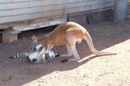 Kangaroo, care trăiește cu oameni