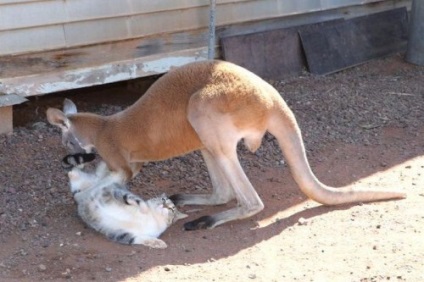 Kangaroo, care trăiește cu oameni