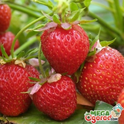 Strawberry Victoria - soi de căpșuni fără pretenții și fructe de mare