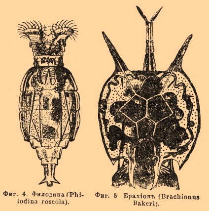 Rotiferek vannak